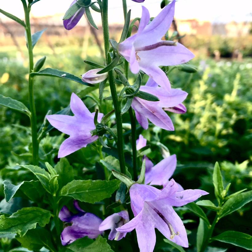Ladybells