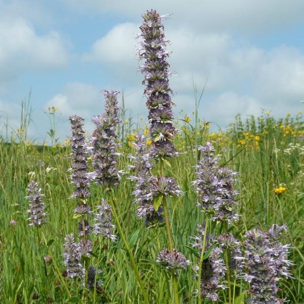 Purple Giant Hyssop
