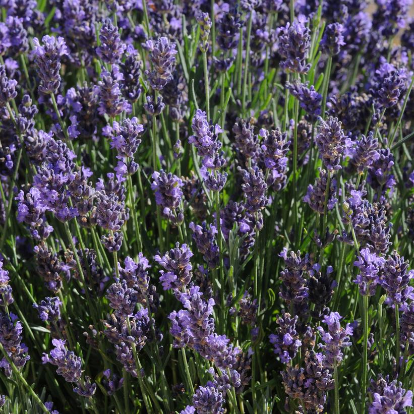 SuperBlue English Lavender