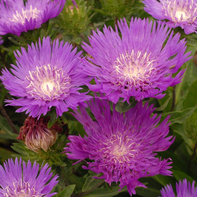 Honeysong Purple Stokes&