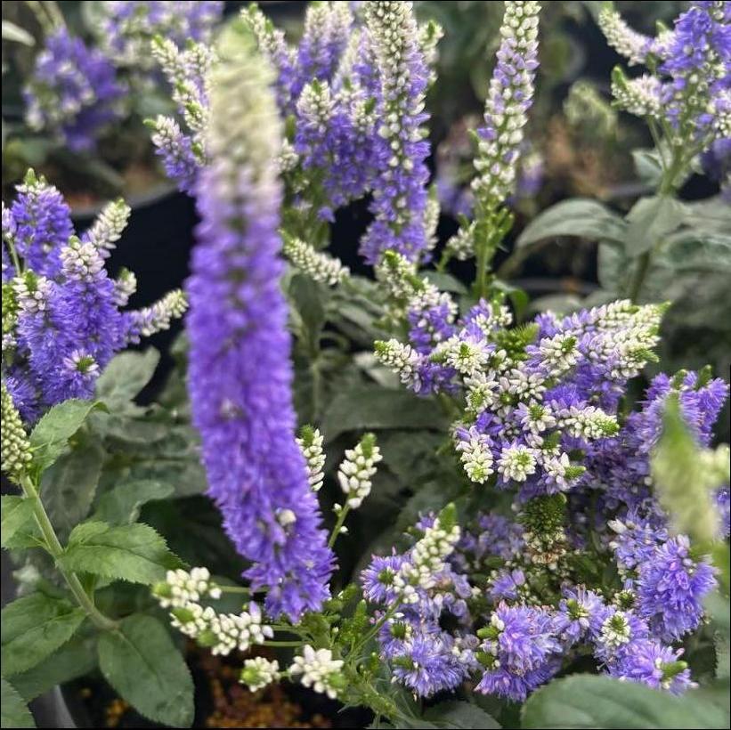 Speedwell, Austrian Speedwell
