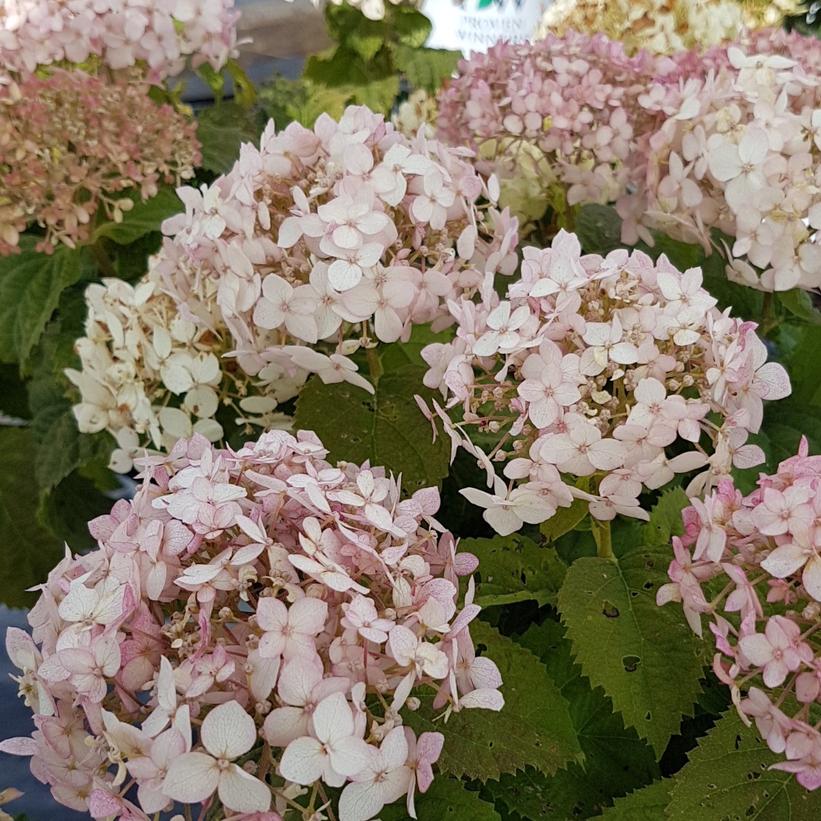 NCHA5 Invincibelle® Wee White Hydrangea