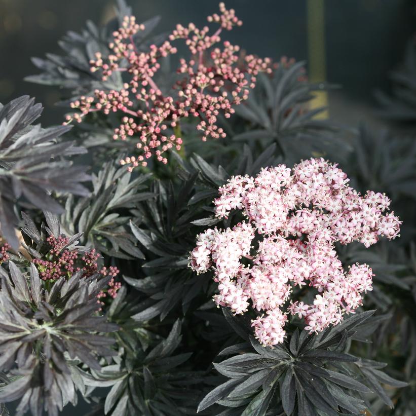 SNR1292 Laced Up® Elderberry