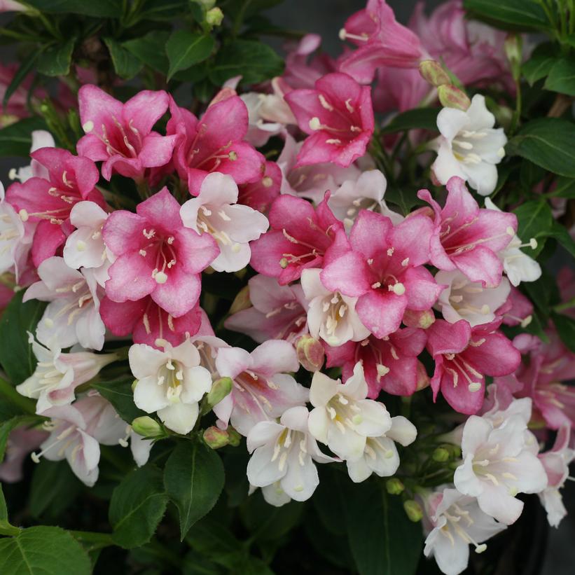 VUKOZGemini Czechmark Trilogy® Weigela