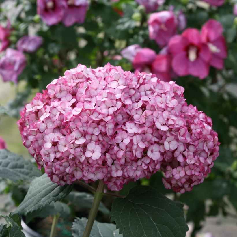 NCHA7 Invincibelle Mini Mauvette® Hydrangea