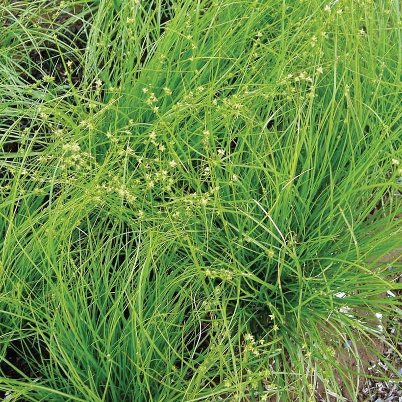 Rosy Sedge, Curly Wood Sedge