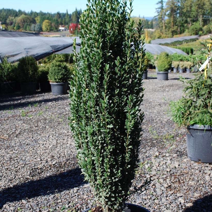 Japanese Holly - Ilex crenata &