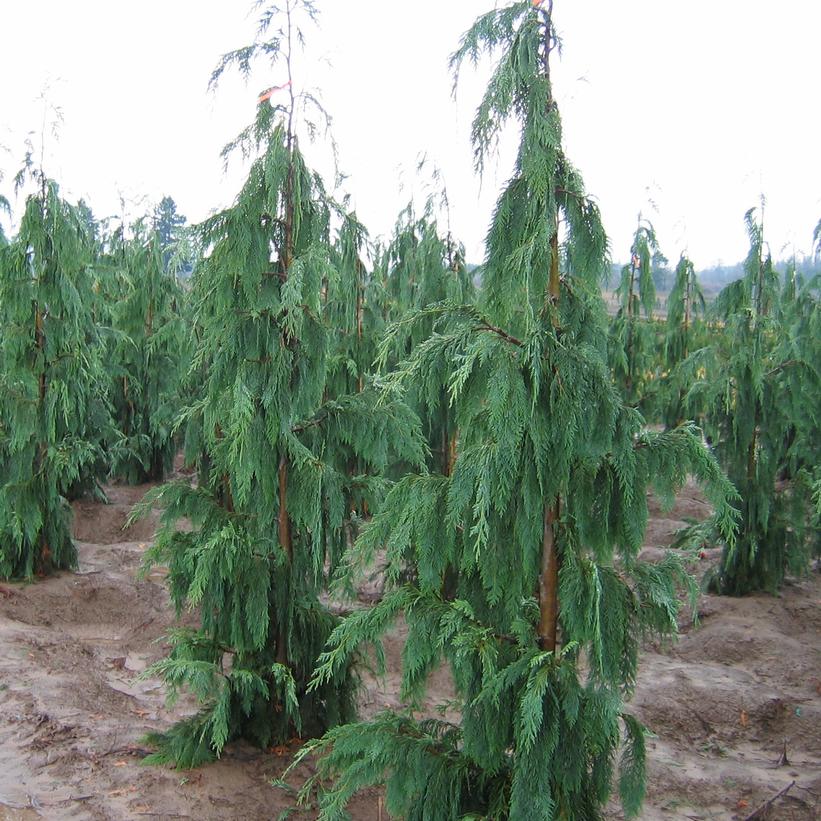 Blue Weeping Cypress, Weeping Alaska Cedar - Chamaecyparis nootkatensis &