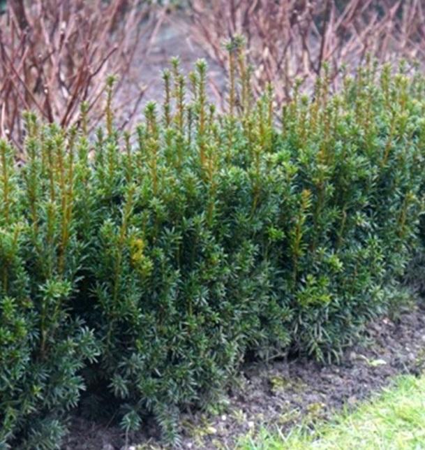 Rising Star® Yew