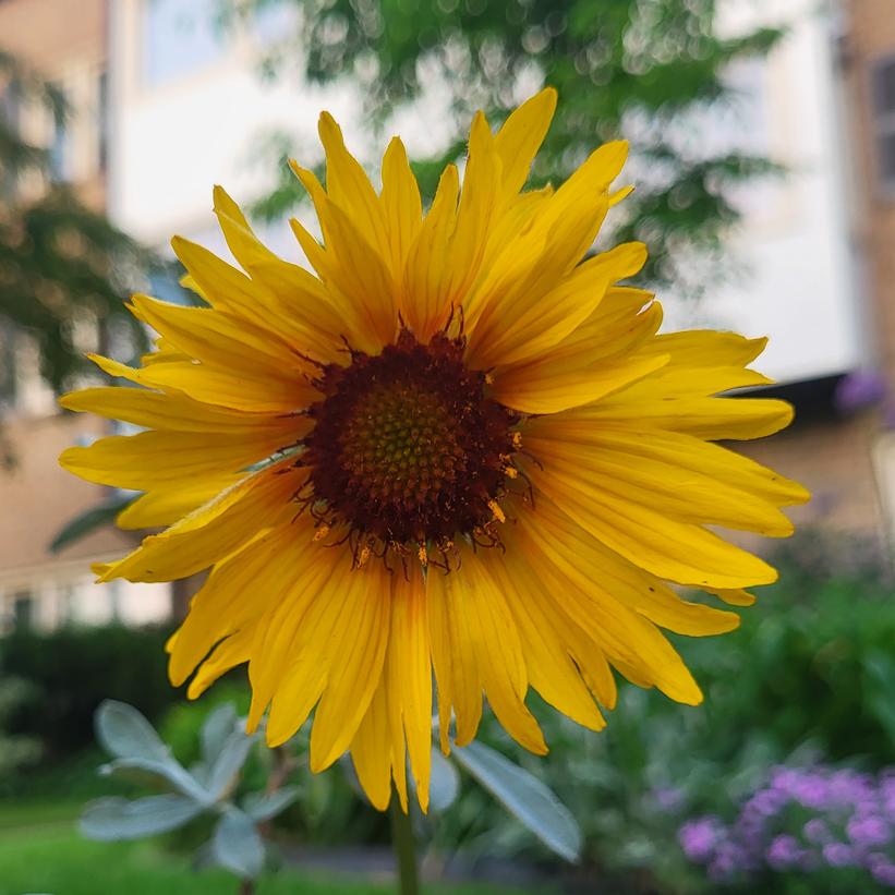 Blanket Flower, Great Blanketflower