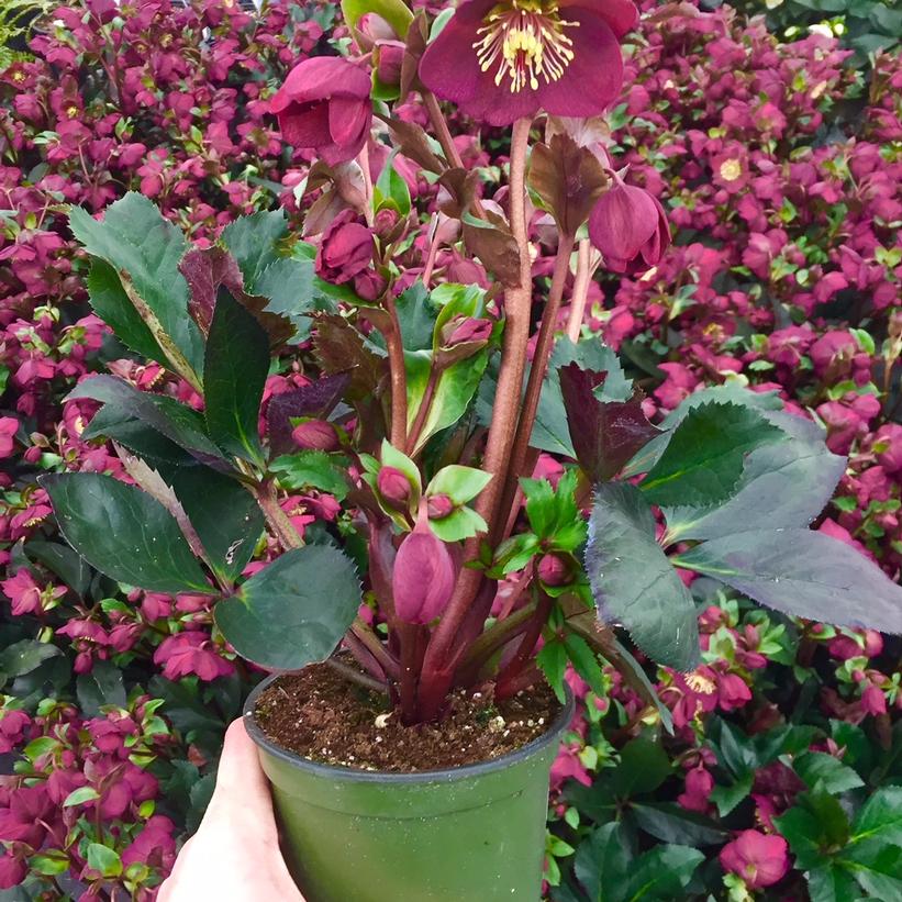 Lenten Rose