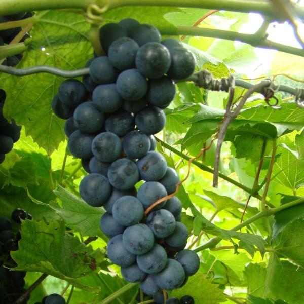 Grape
