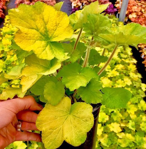 Guacamole Coral Bells, Alum Root