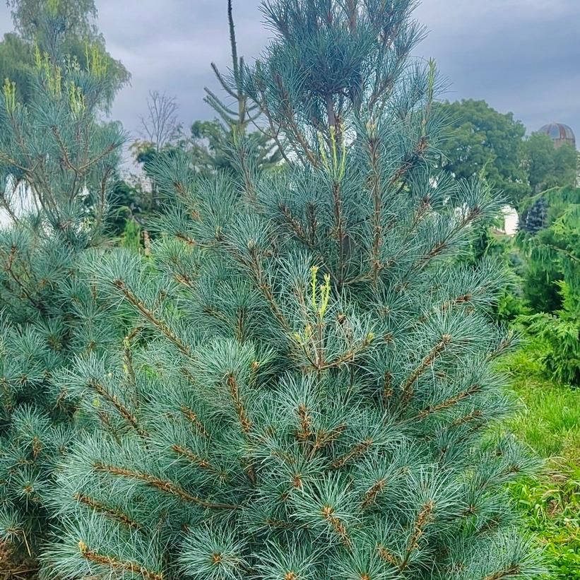 Blue Clovers White Pine
