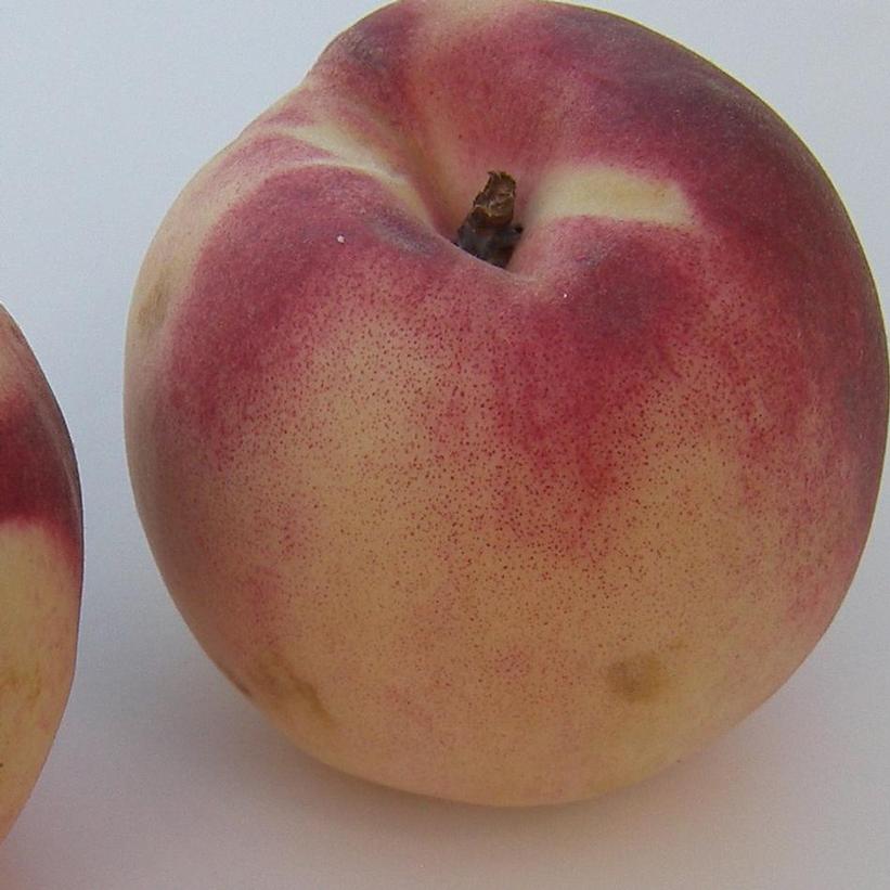 White Lady Peach