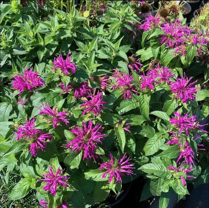 Balmy™ Lilac Bee Balm, Bergamot