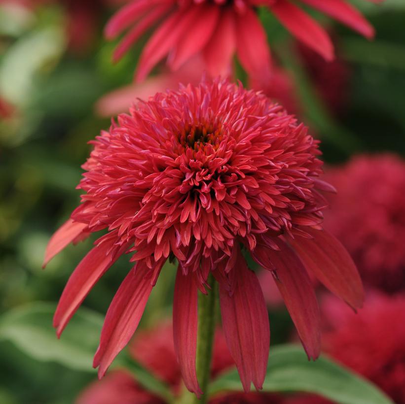 Cranberry Coneflower