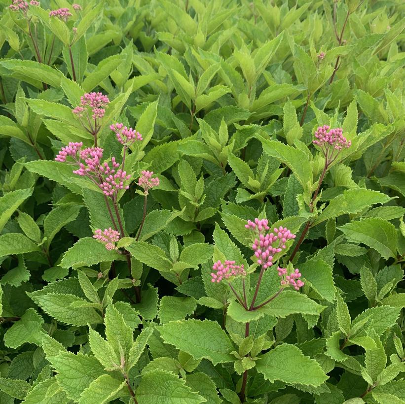 Phantom Joe Pye Weed, Boneset