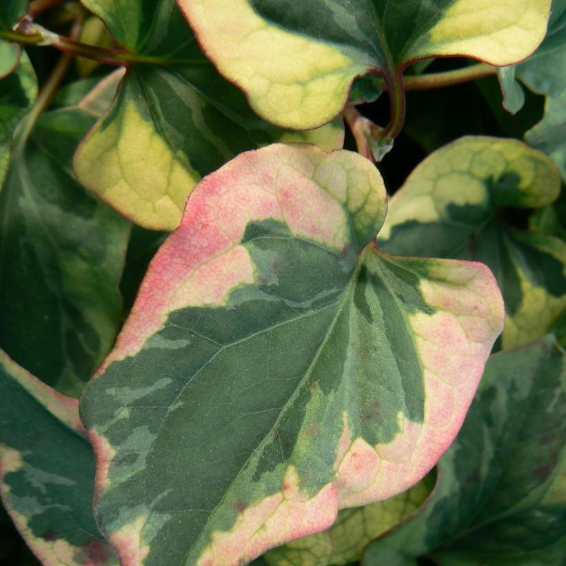 Chameleon Plant