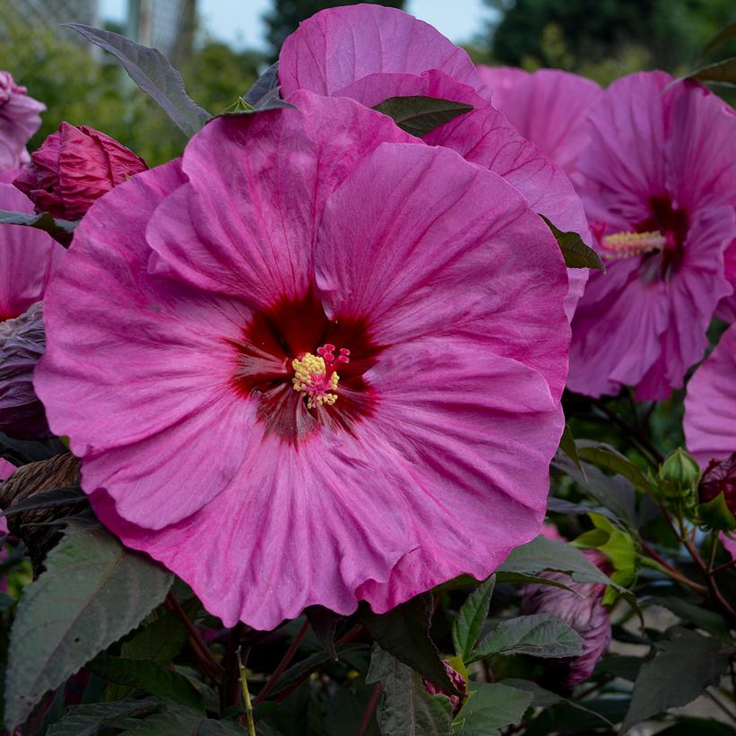 Summerific® Berry Awesome Rose Mallow