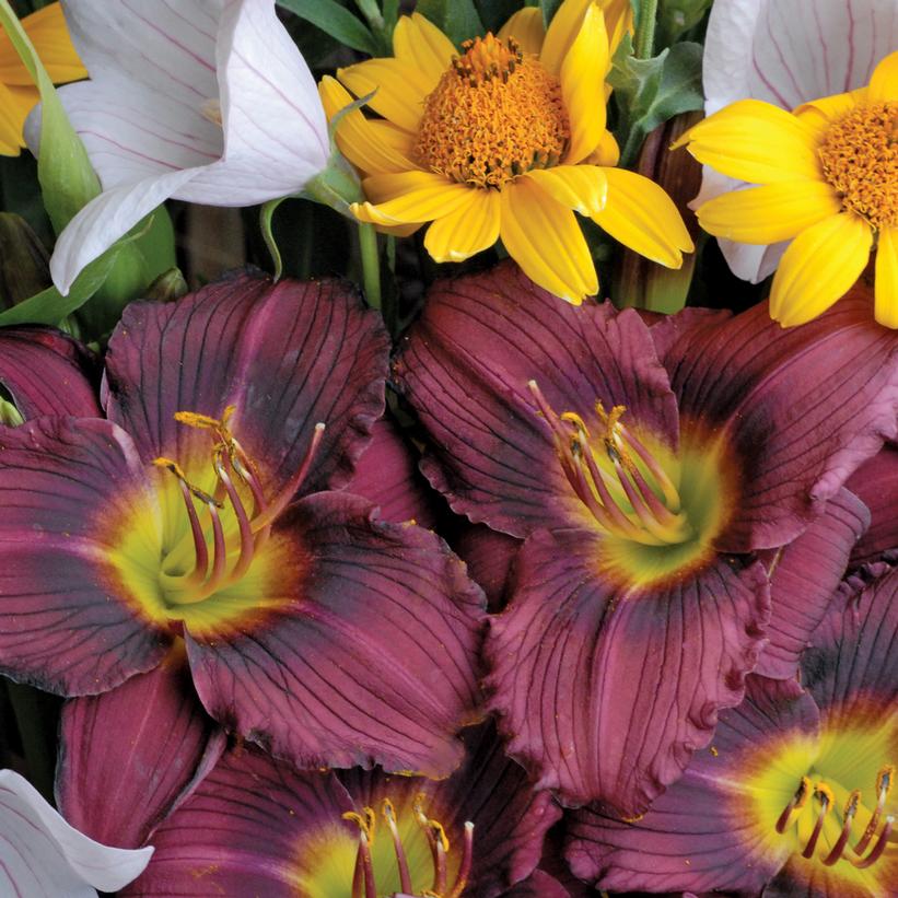Little Grapette Daylily