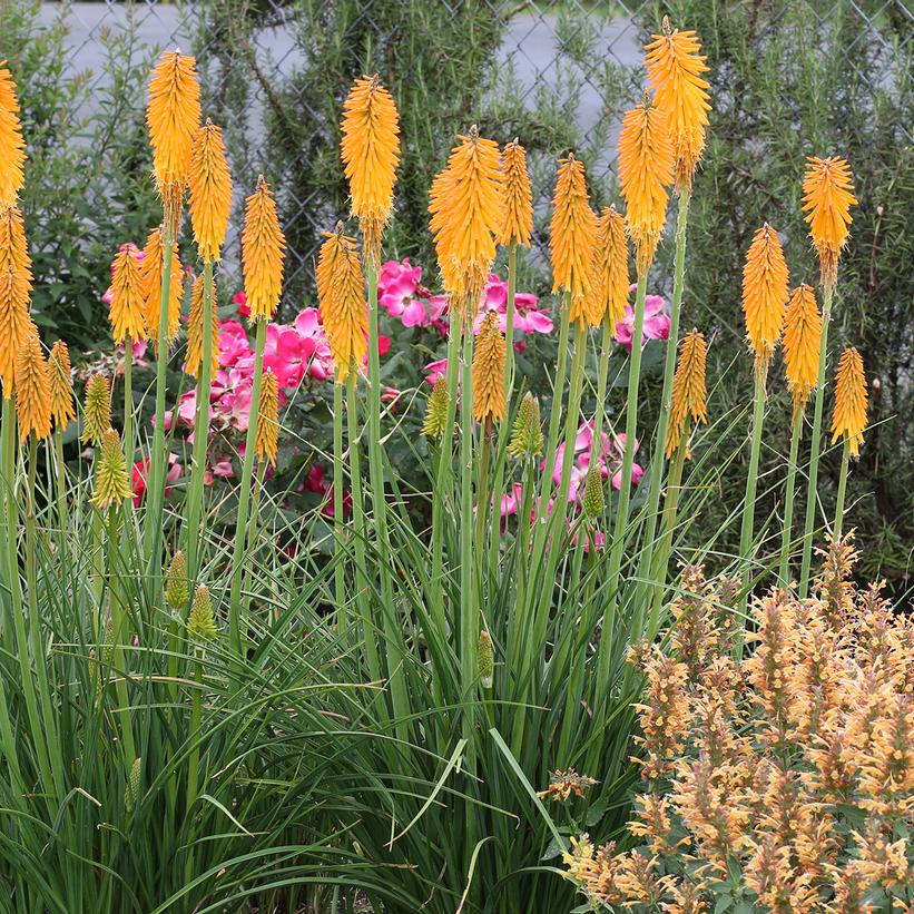 Mango Popsicle Red Hot Poker, Torch Flower, Tritoma