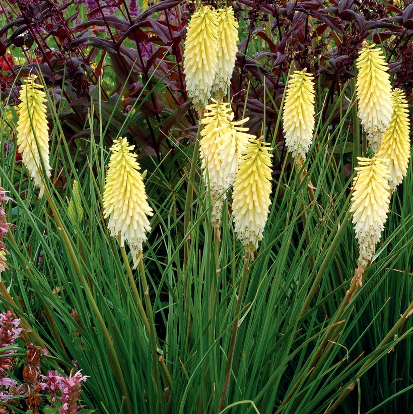 Pineapple Popsicle Red Hot Poker, Torch Flower, Tritoma