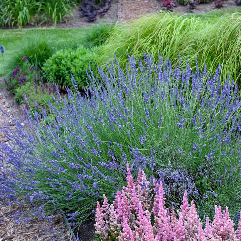 Phenomenal® Fat Spike Lavender, French Lavender, Lavendin