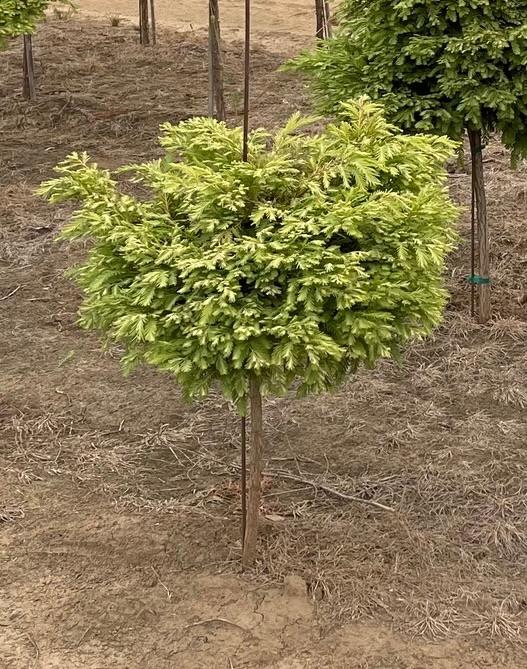 Northlight Dawn Redwood