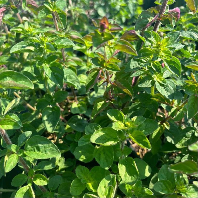 Ornamental Oregano, Marjoram