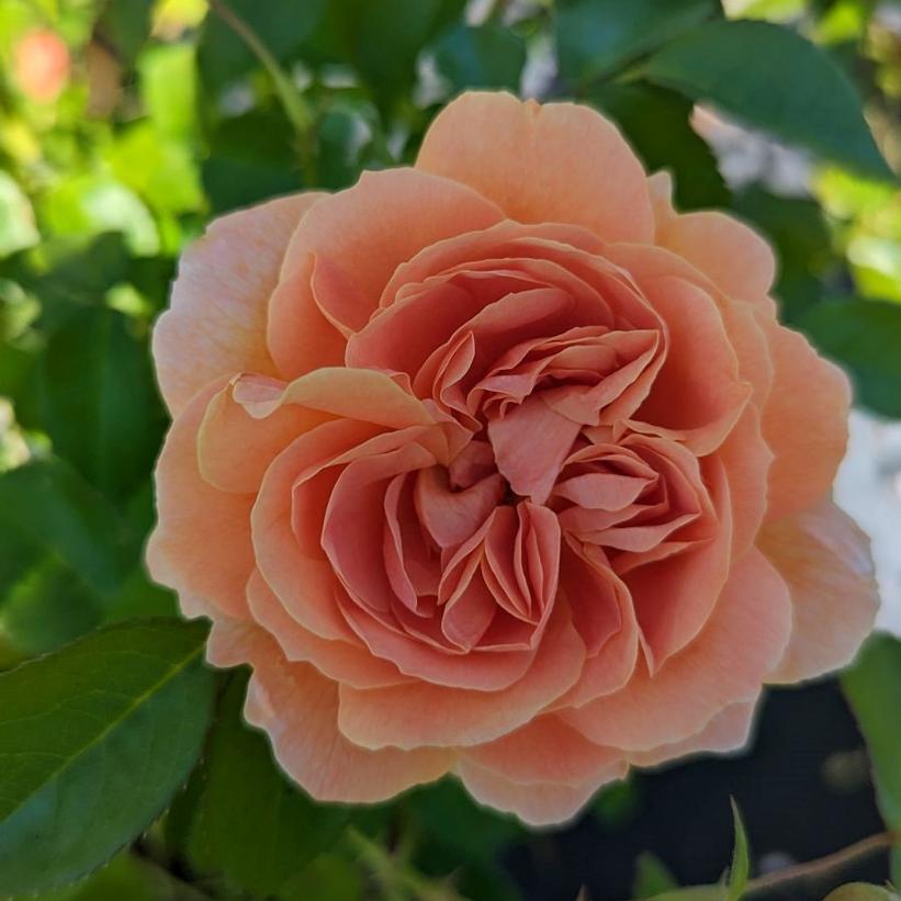 HORCOGJIL At Last® Rose