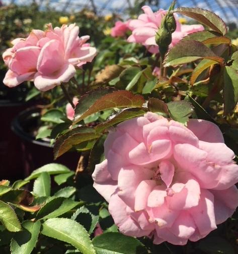 BAImas Pinktopia Rose