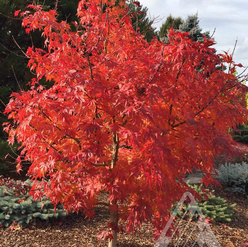 IsIFinFi Final Fire® Maple