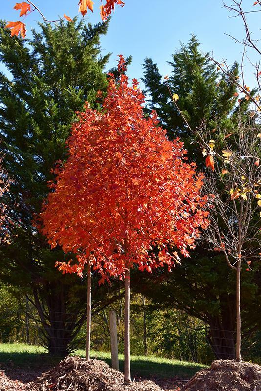 Flashfire® Sugar Maple