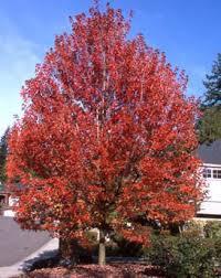 Firefall™ Maple