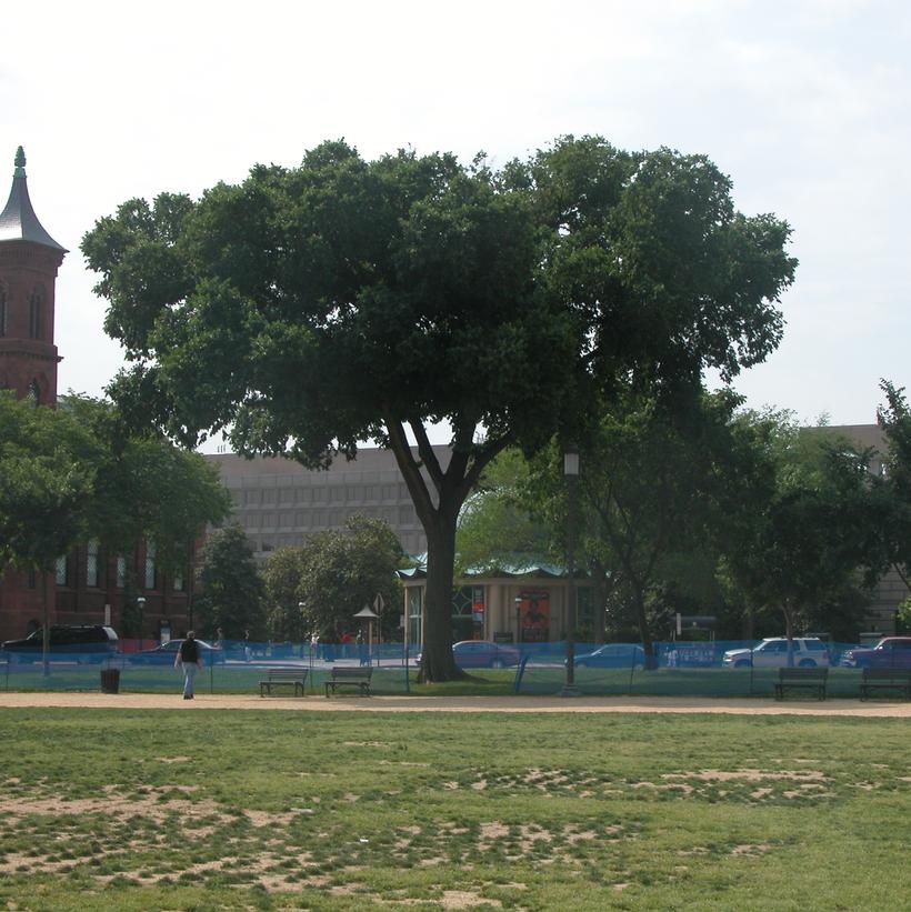 Jefferson Elm
