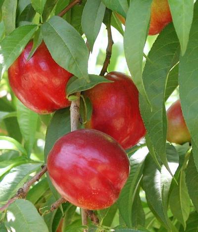 Flavortop Nectarine