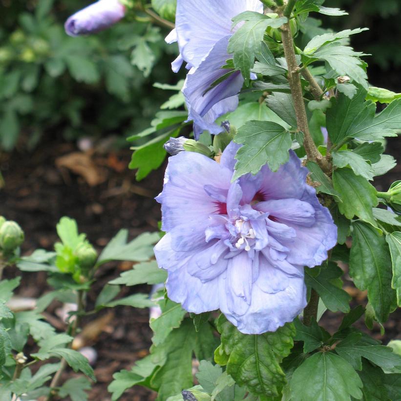Notwoodthree Blue Chiffon® Rose of Sharon