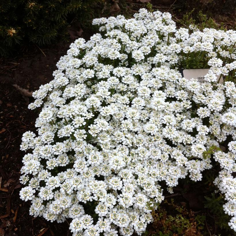 Candytuft