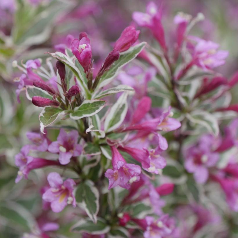 Verweig8 My Monet® Purple Effect Weigela