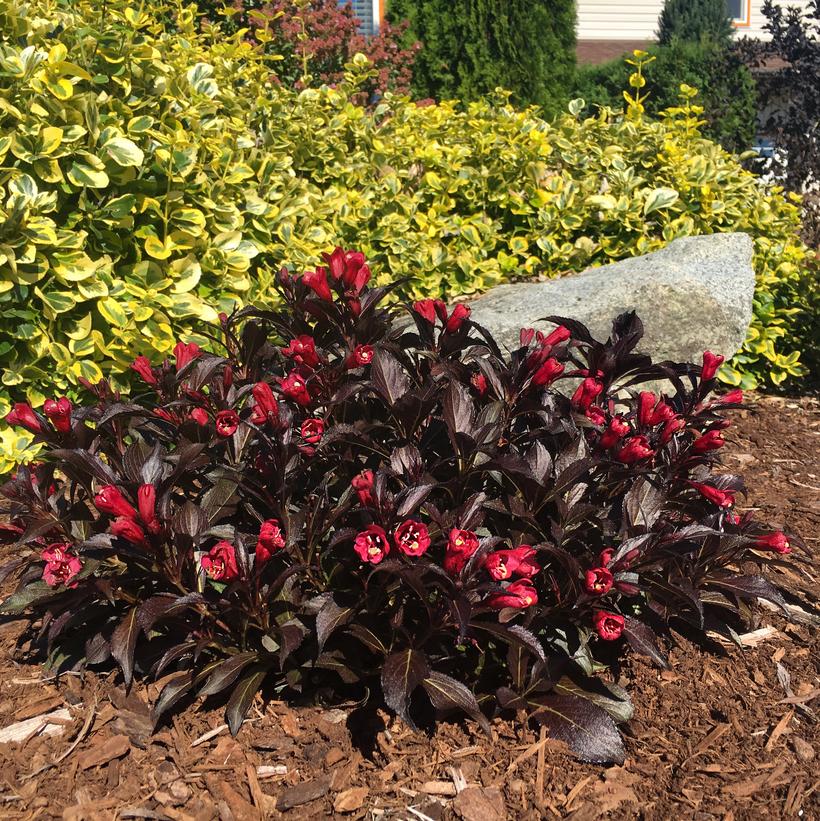ZR1 Electric Love® Weigela