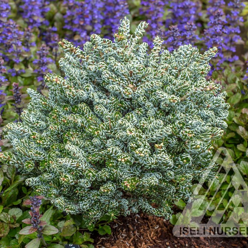 Miniature Korean Fir