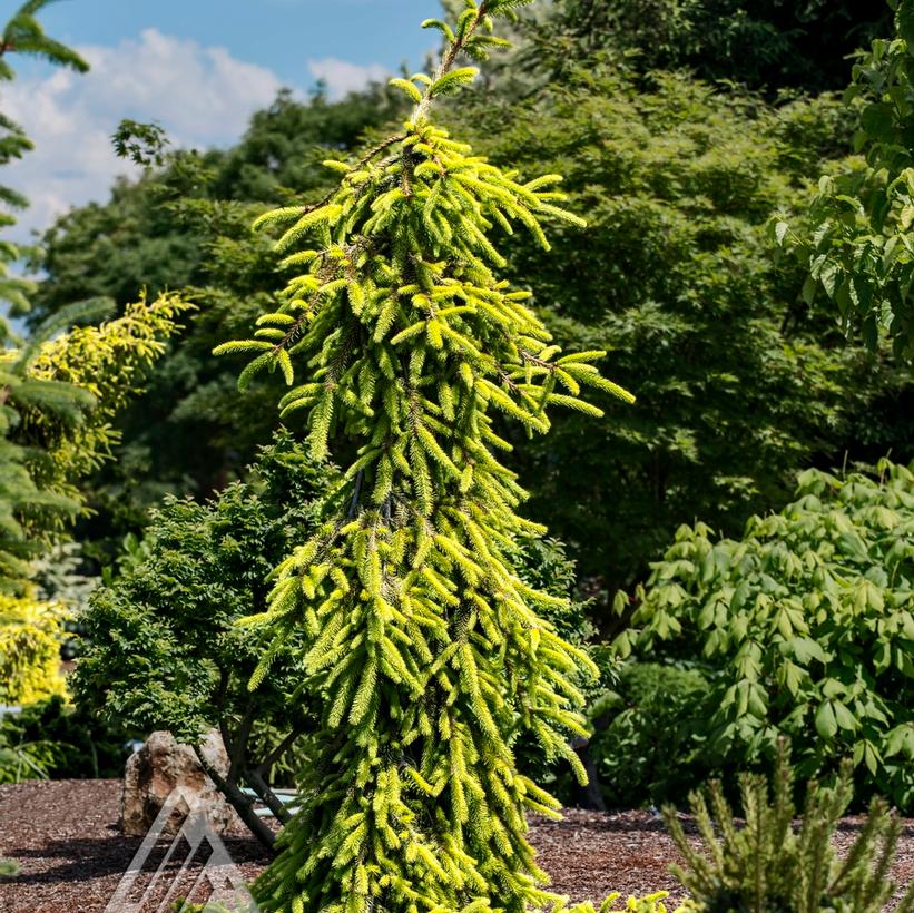 Gold Drift Norway Spruce
