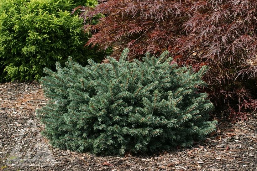 Waldbrunn Dwarf Blue Spruce