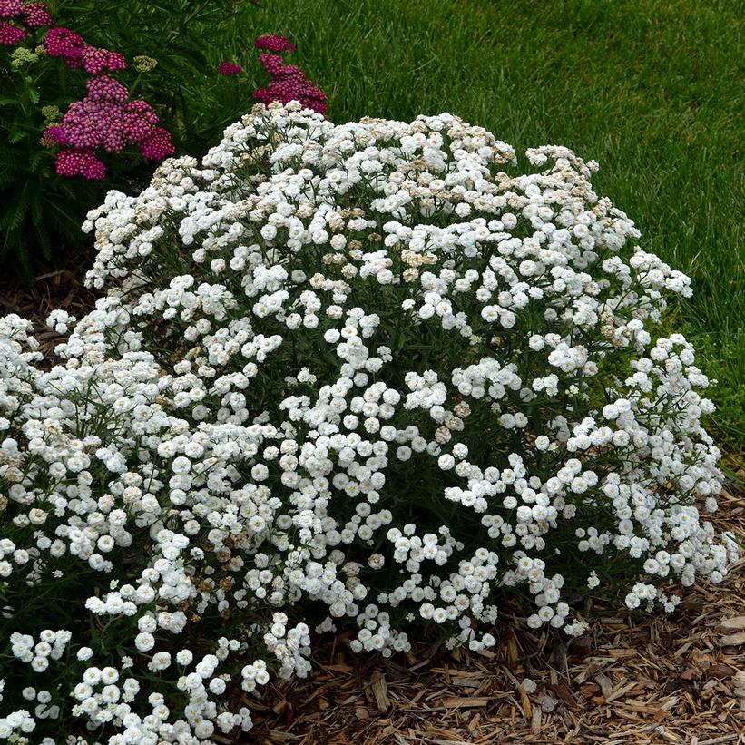 Sneezewort, Yarrow - Achillea ptarmica &