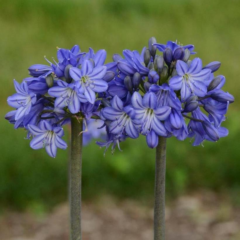 Galaxy Blue Lily of the Nile, African Lily