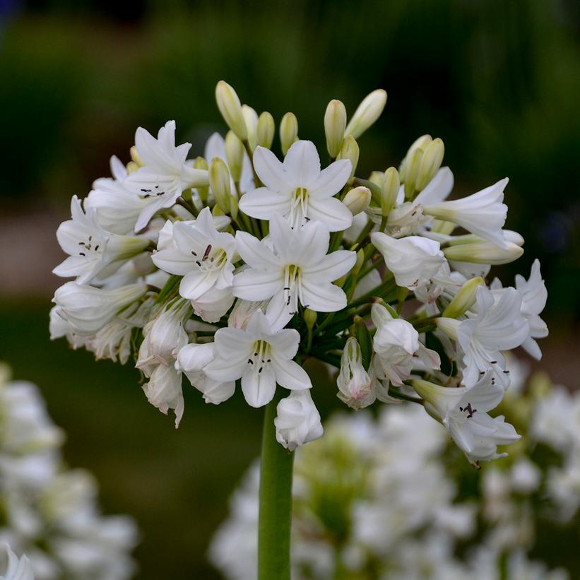 Galaxy White Lily of the Nile, African Lily