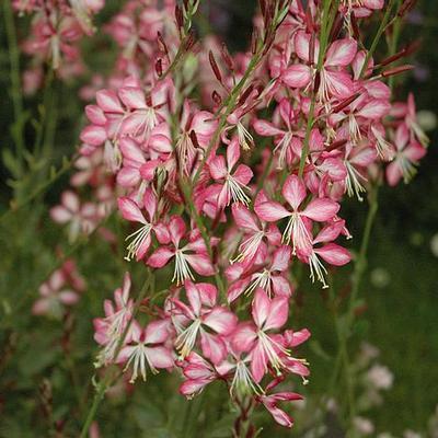 Rosy Jane Gaura, Butterfly Gaura, Bee Blossom
