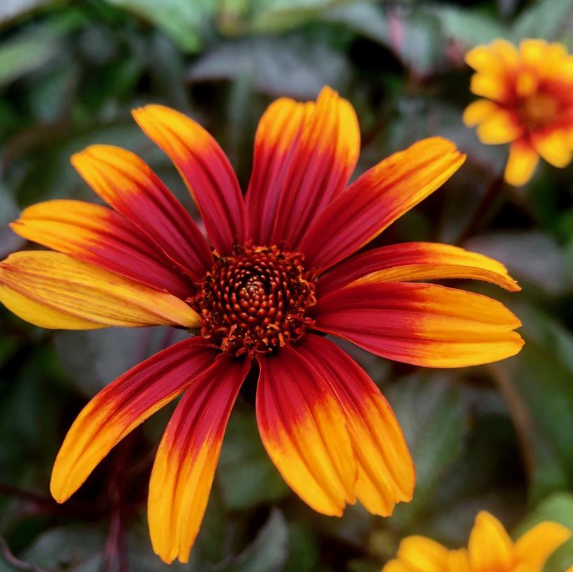 Burning Hearts Smooth Oxeye, False Sunflower