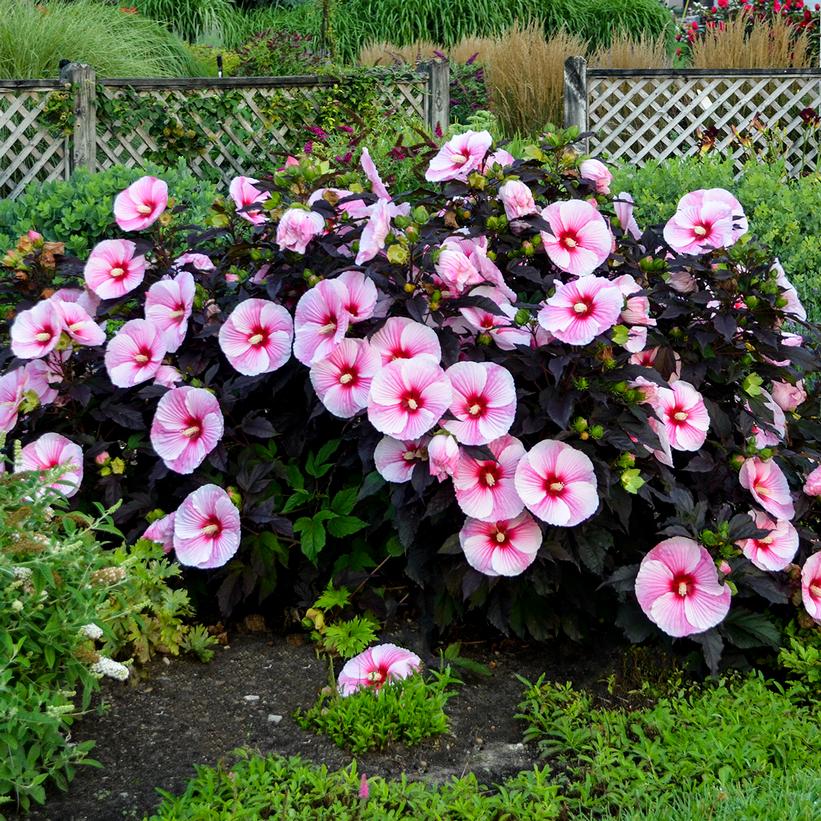 Starry Starry Night Rose Mallow